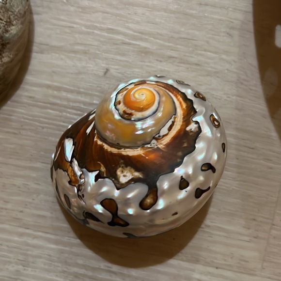 Set of 4 shells - Picture 5 of 9